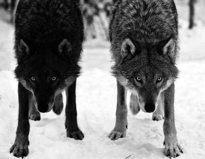 twinwolves